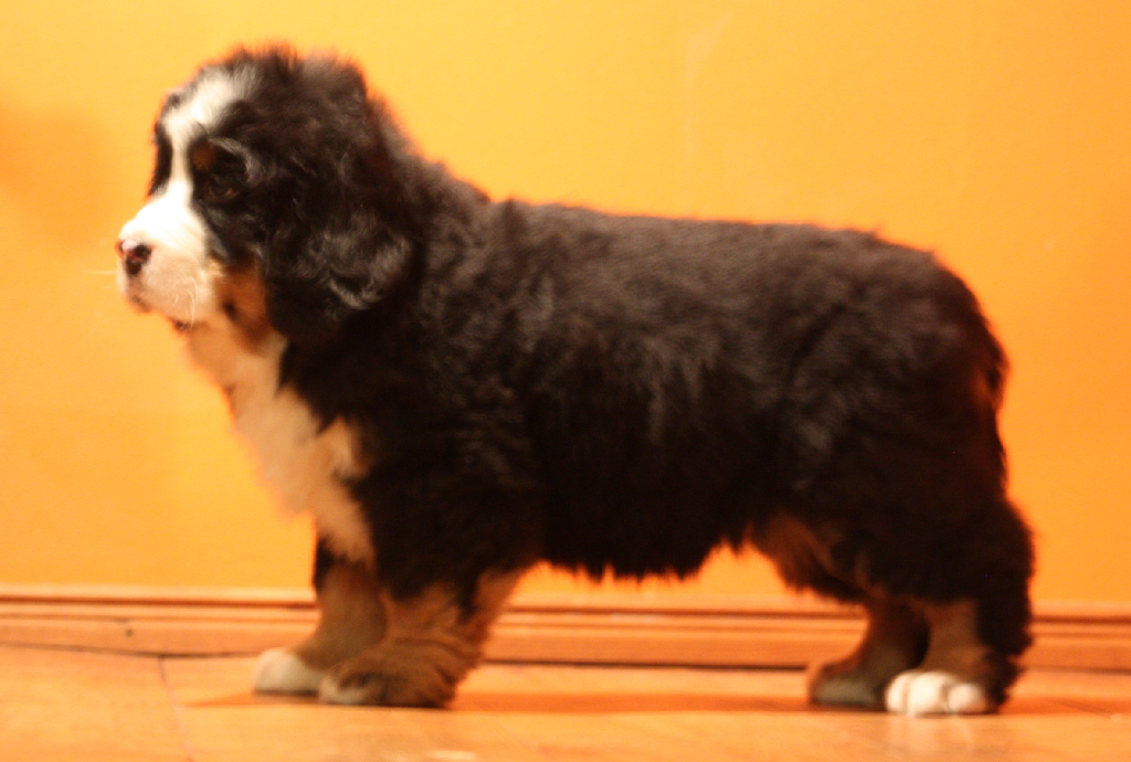 Gallery for j2-litter-bernese