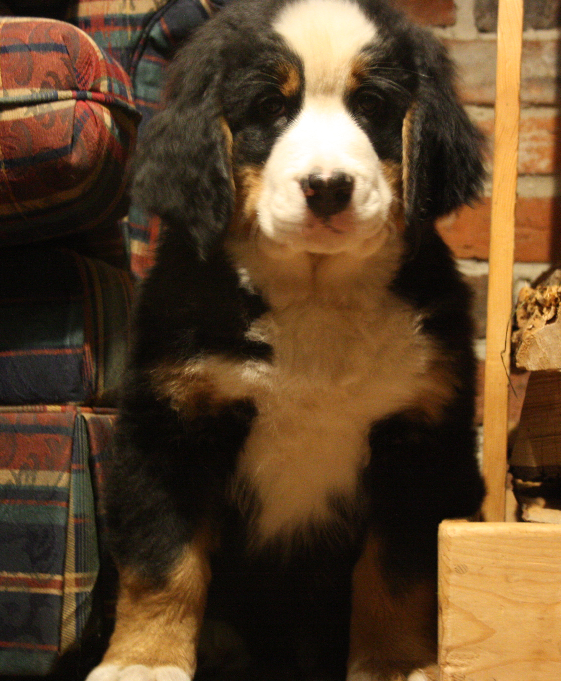 Gallery for d2-litter-bernese