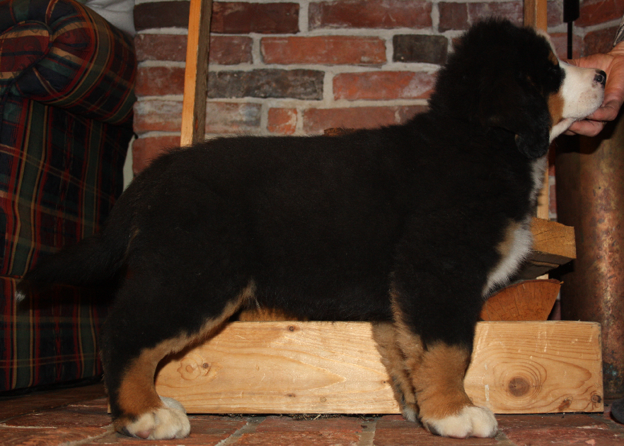 Gallery for d2-litter-bernese