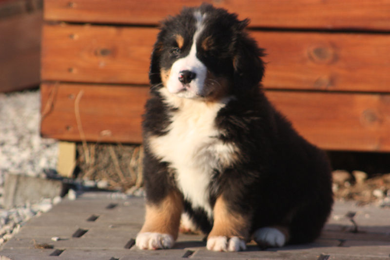 Gallery for q2-litter-bernese