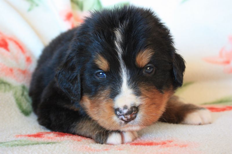 Gallery for n-litter-bernese