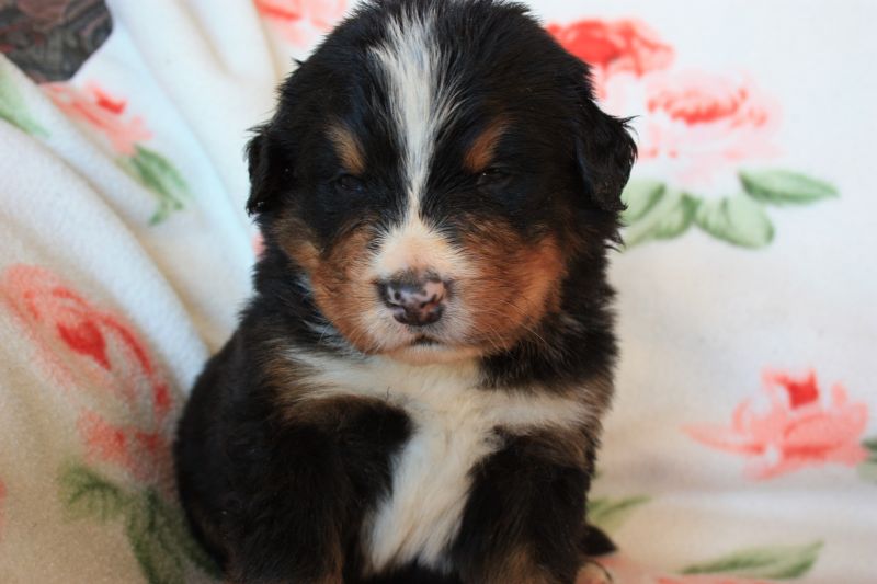 Gallery for n-litter-bernese