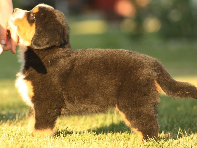 Gallery for p2-litter-bernese