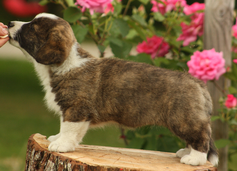 Gallery for o2-litter-cardigan