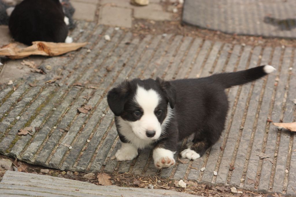 Gallery for t2-litter-cardigan