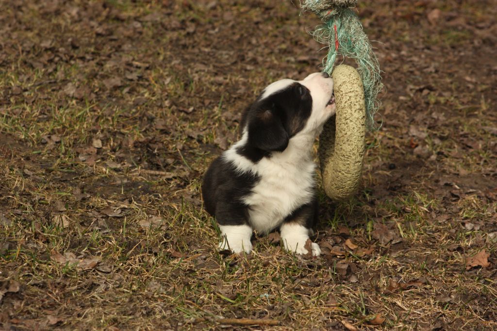 Gallery for t2-litter-cardigan
