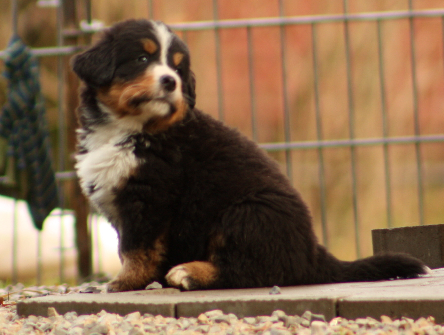 Gallery for e2-litter-bernese