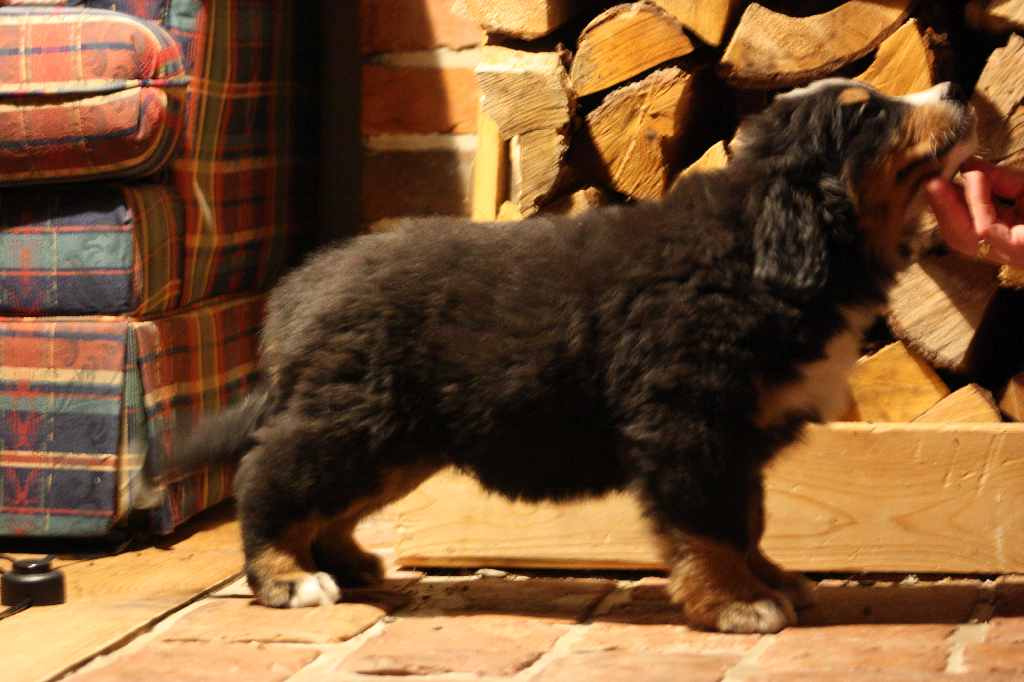 Gallery for e2-litter-bernese