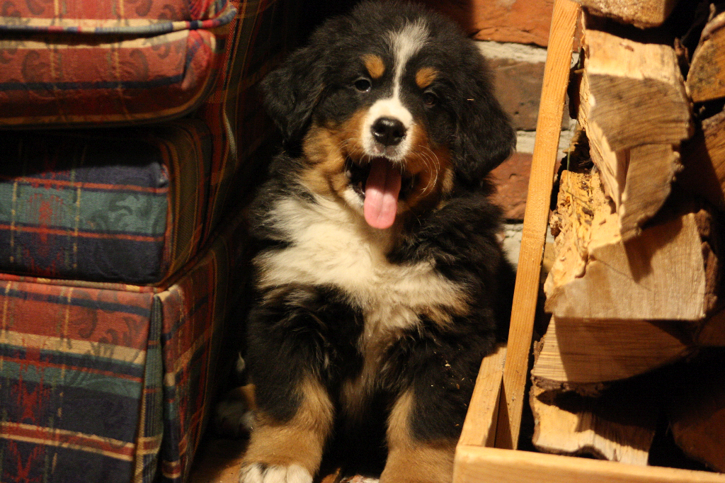 Gallery for e2-litter-bernese