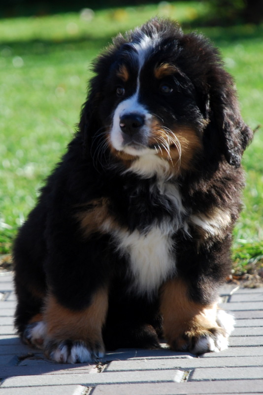 Gallery for e2-litter-bernese
