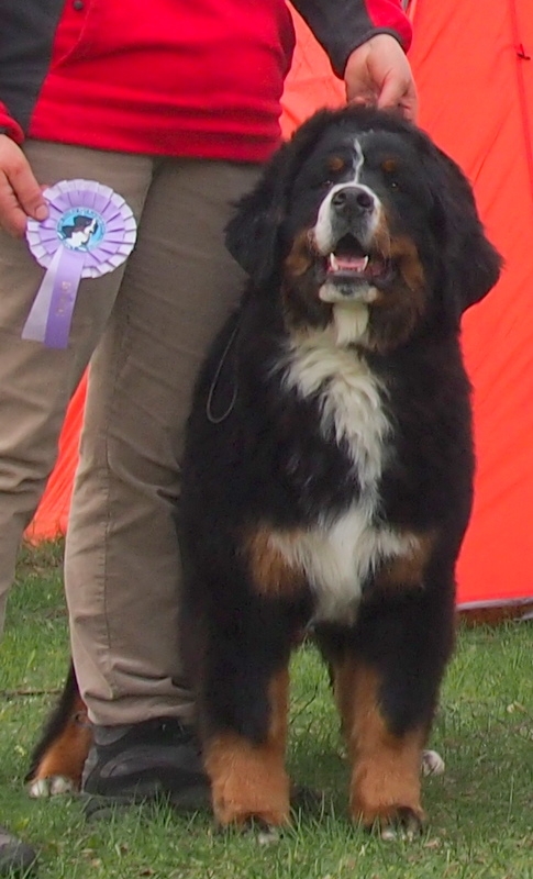 Gallery for e2-litter-bernese