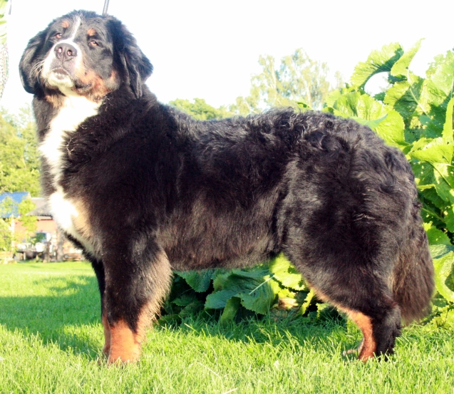 Gallery for e2-litter-bernese