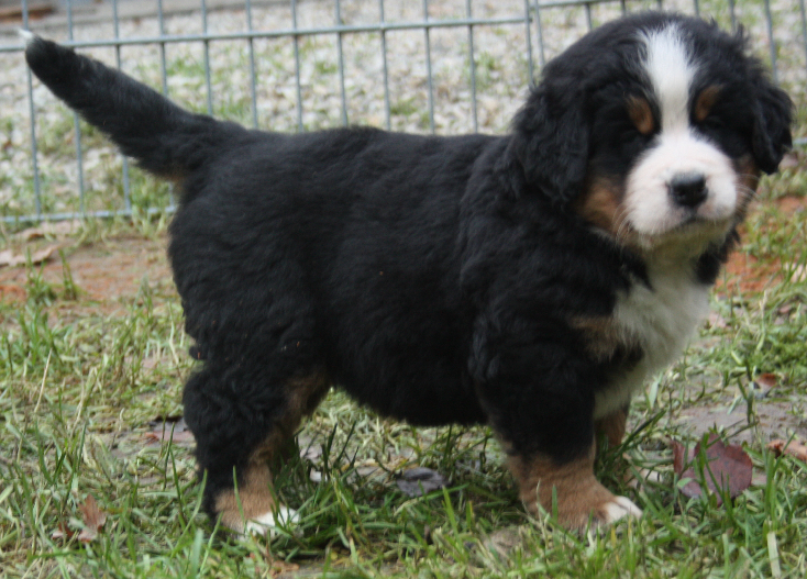 Gallery for d2-litter-bernese