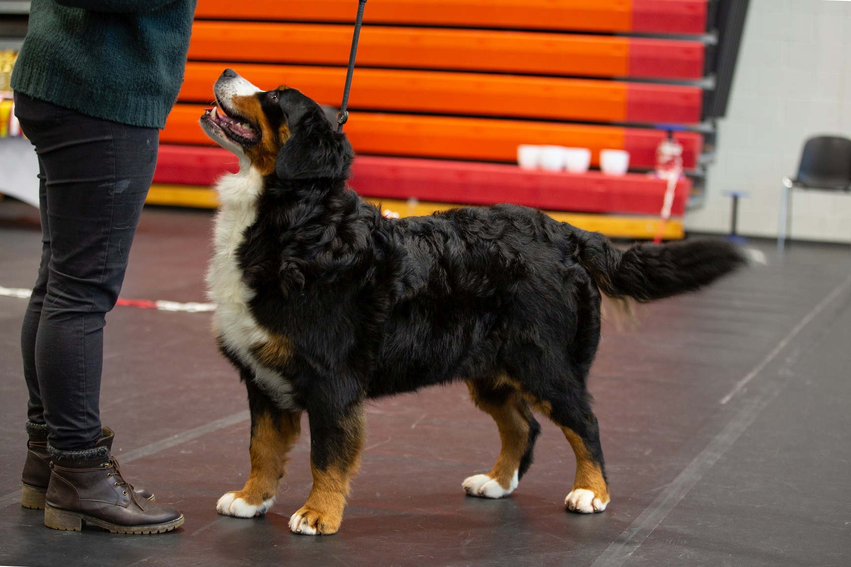 Gallery for d2-litter-bernese
