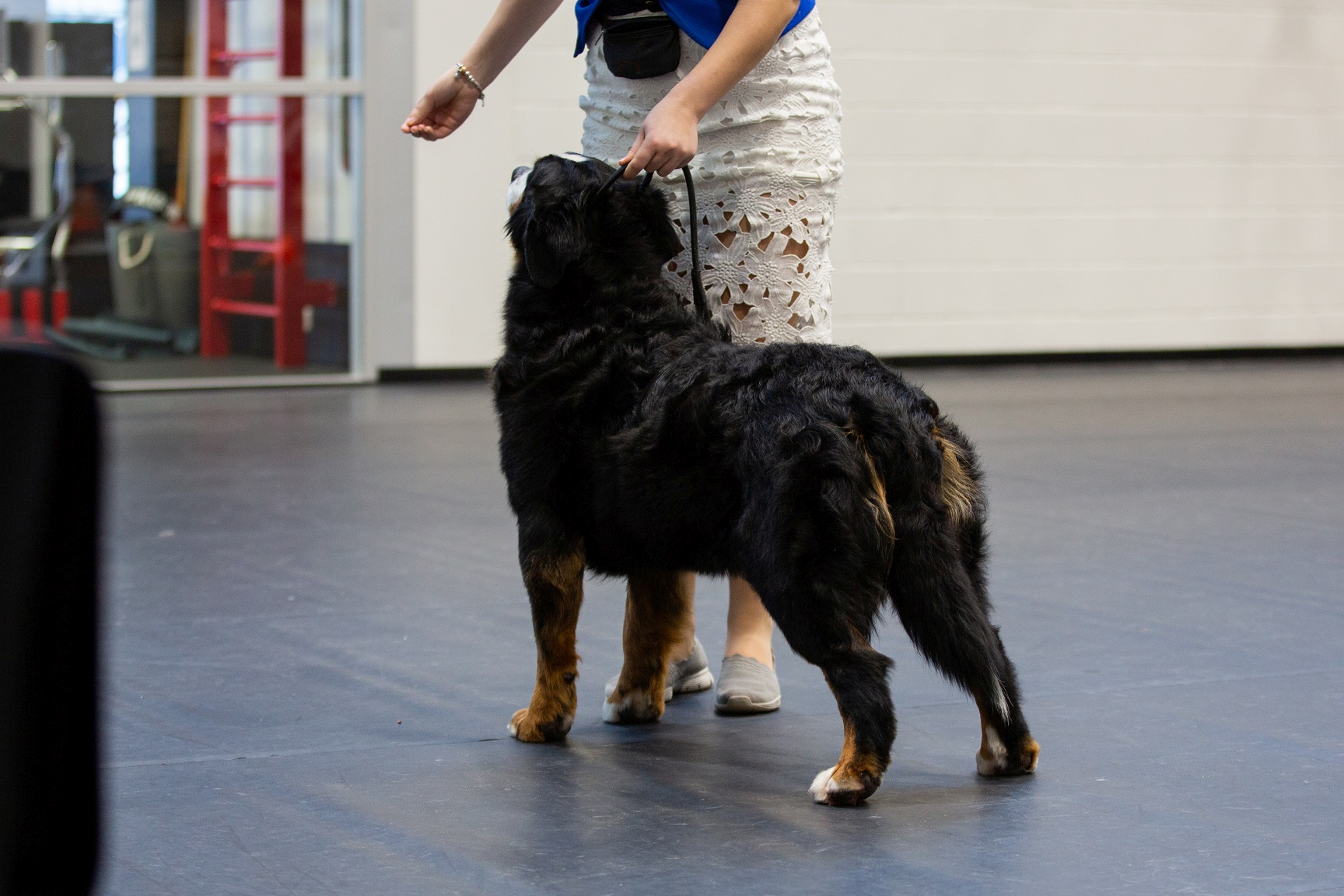 Gallery for d2-litter-bernese