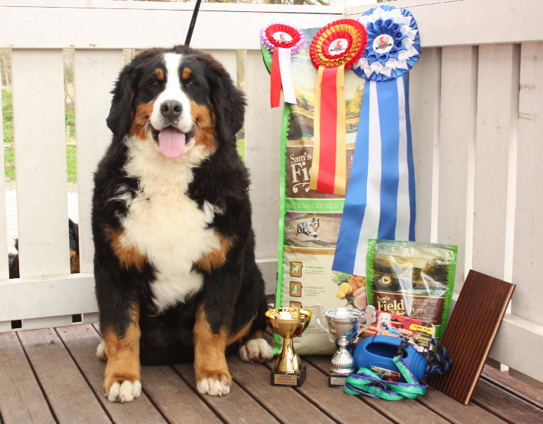 Gallery for d2-litter-bernese