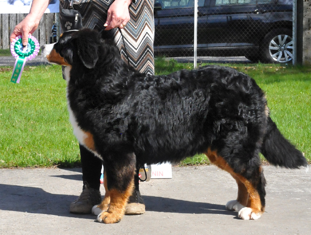Gallery for d2-litter-bernese