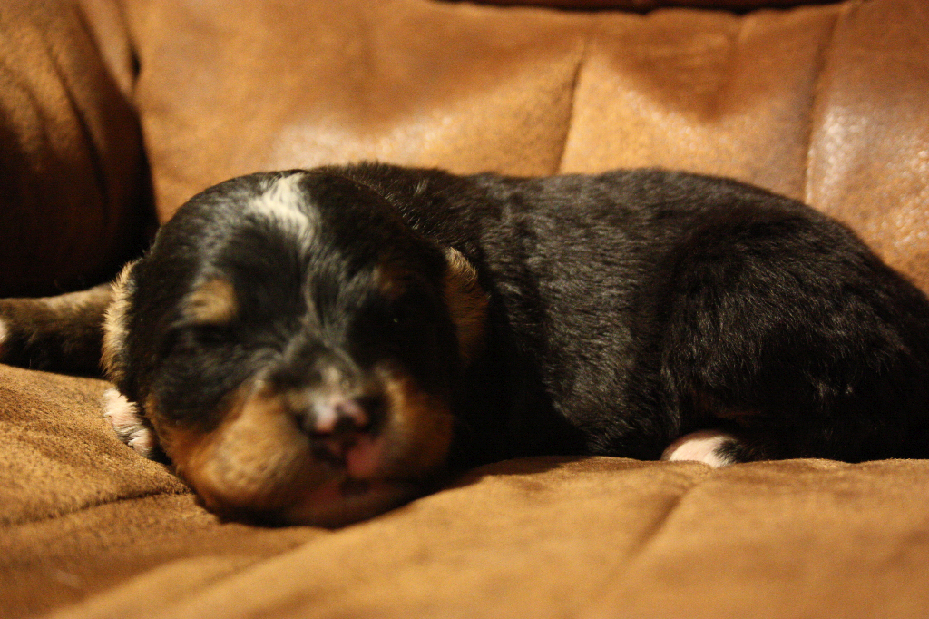 Gallery for e2-litter-bernese