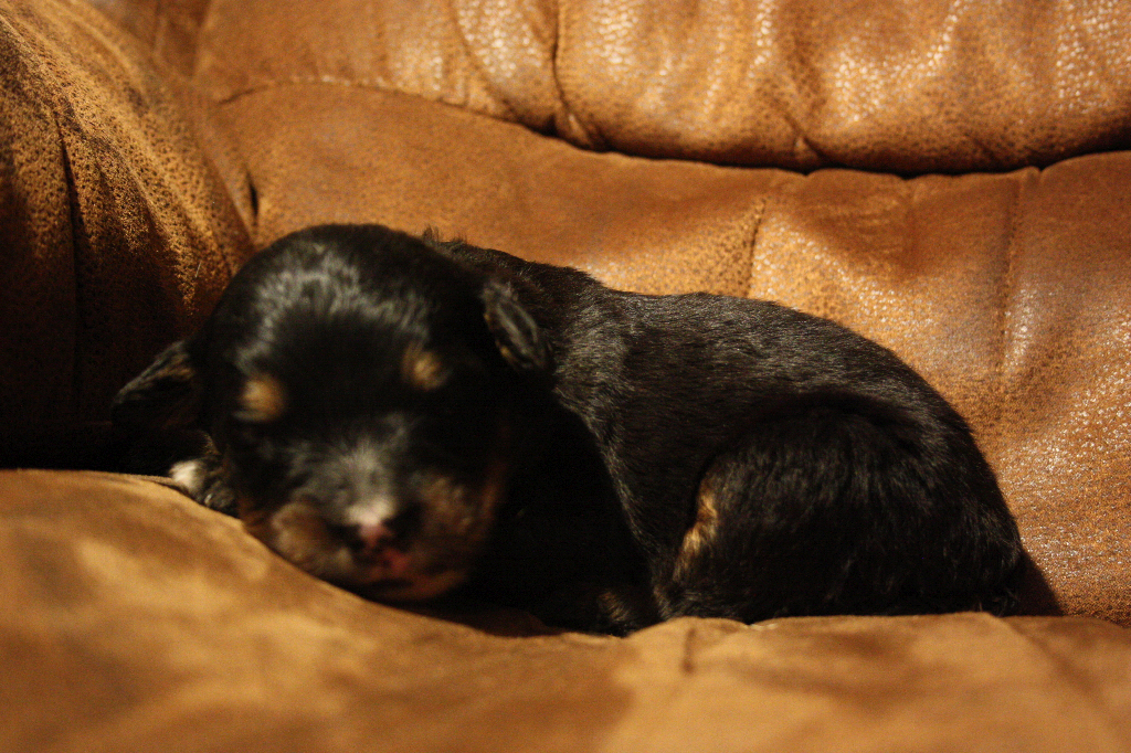 Gallery for e2-litter-bernese