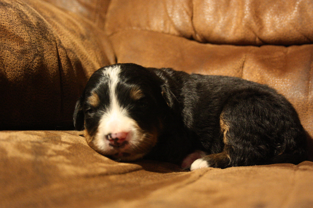 Gallery for e2-litter-bernese