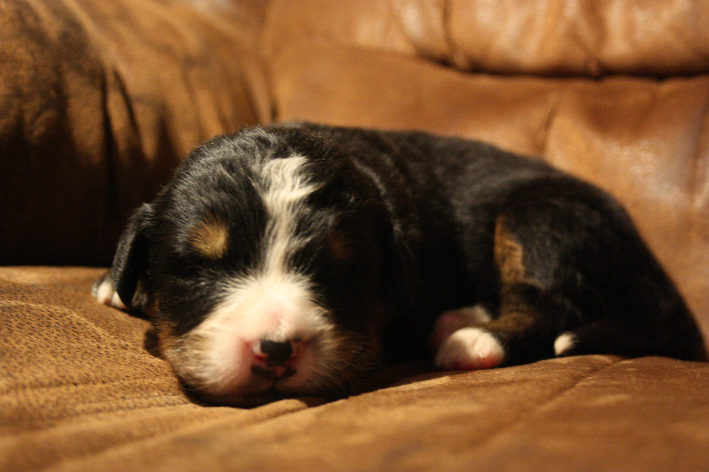 Gallery for e2-litter-bernese