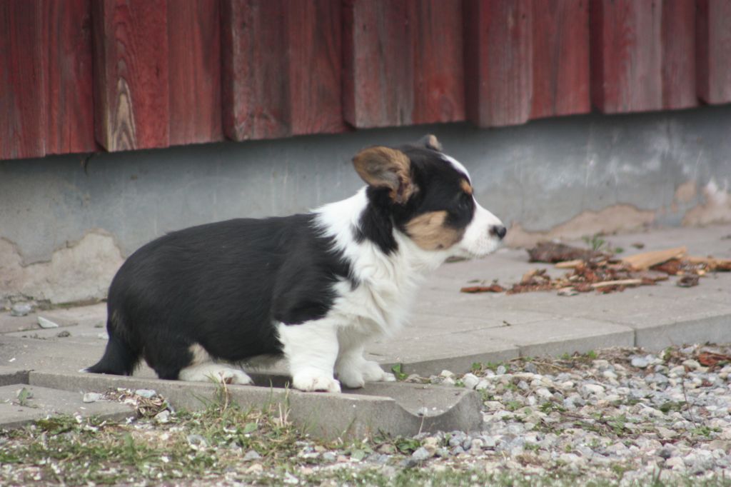 Gallery for t2-litter-cardigan