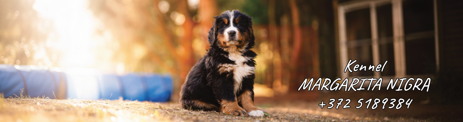 Kennel Margarita Nigra